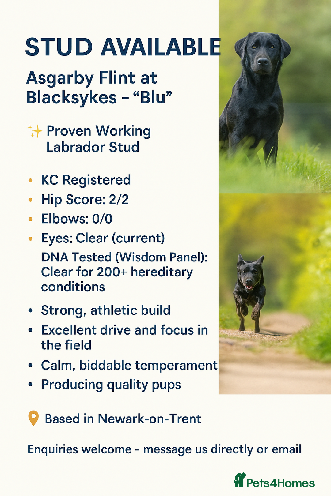 Labrador Retriever dogs for stud: Fully health tested KC Regestered Labrador Stud in Newark - Image 2