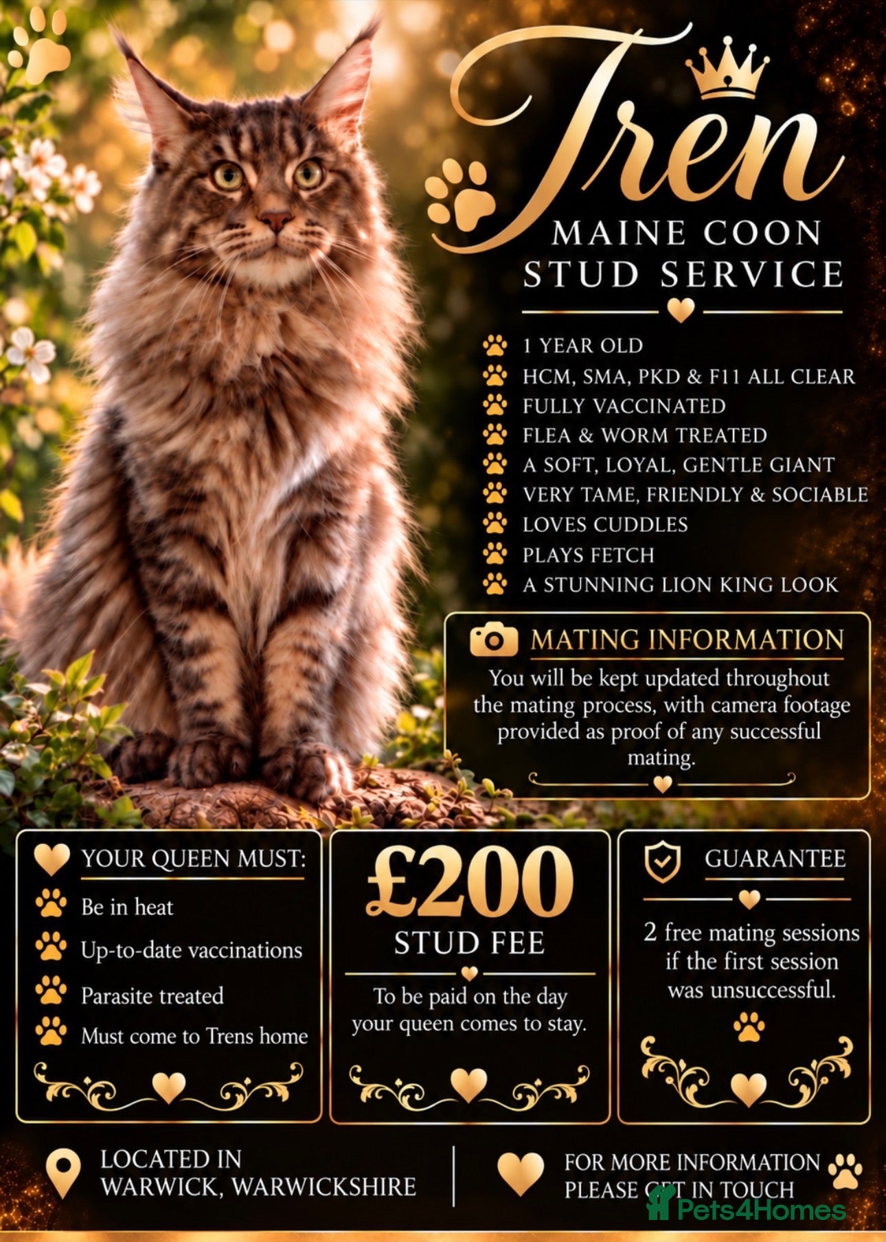 Maine Coon cats PURE MAINE COON AVAILABLE FOR STUD  - Advert 1