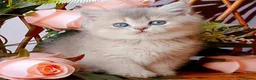 British Shorthair cats for sale: Beautiful AY11 blue golden British shorthair - Advert 4