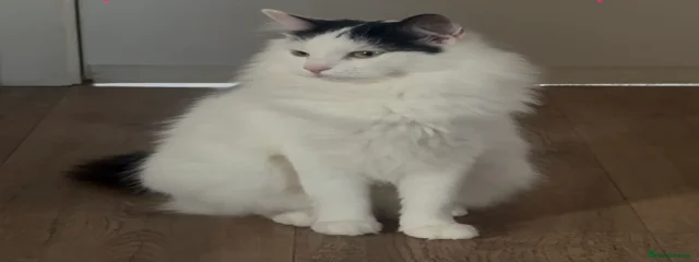 Bella