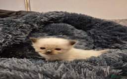 Ragdoll cats for sale: ragdoll kittens for sale - Image 4