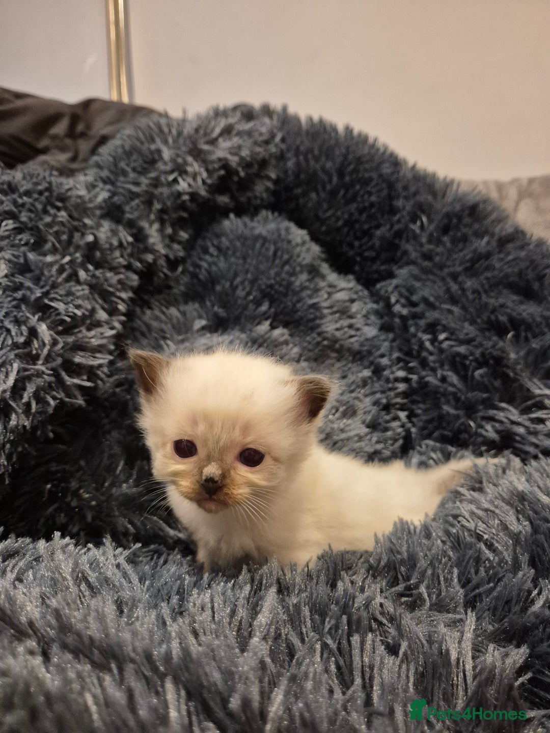 Ragdoll cats for sale: ragdoll kittens for sale - Image 4