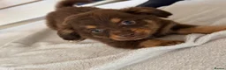 Mixed Breed dogs for sale: Dachshund x Pomchi Puppies – 2 Boys & 2 Girls in Pontefract - Advert 14