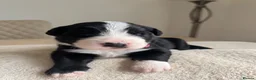 Mixed Breed dogs for sale: 5 Beautiful Bordernese Puppies  - Advert 7