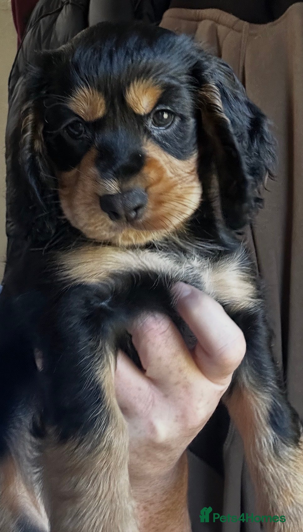 Cocker Spaniel dogs Stunning colours Cocker spaniel Puppies 🐶🐶🩷💙 - Advert 2