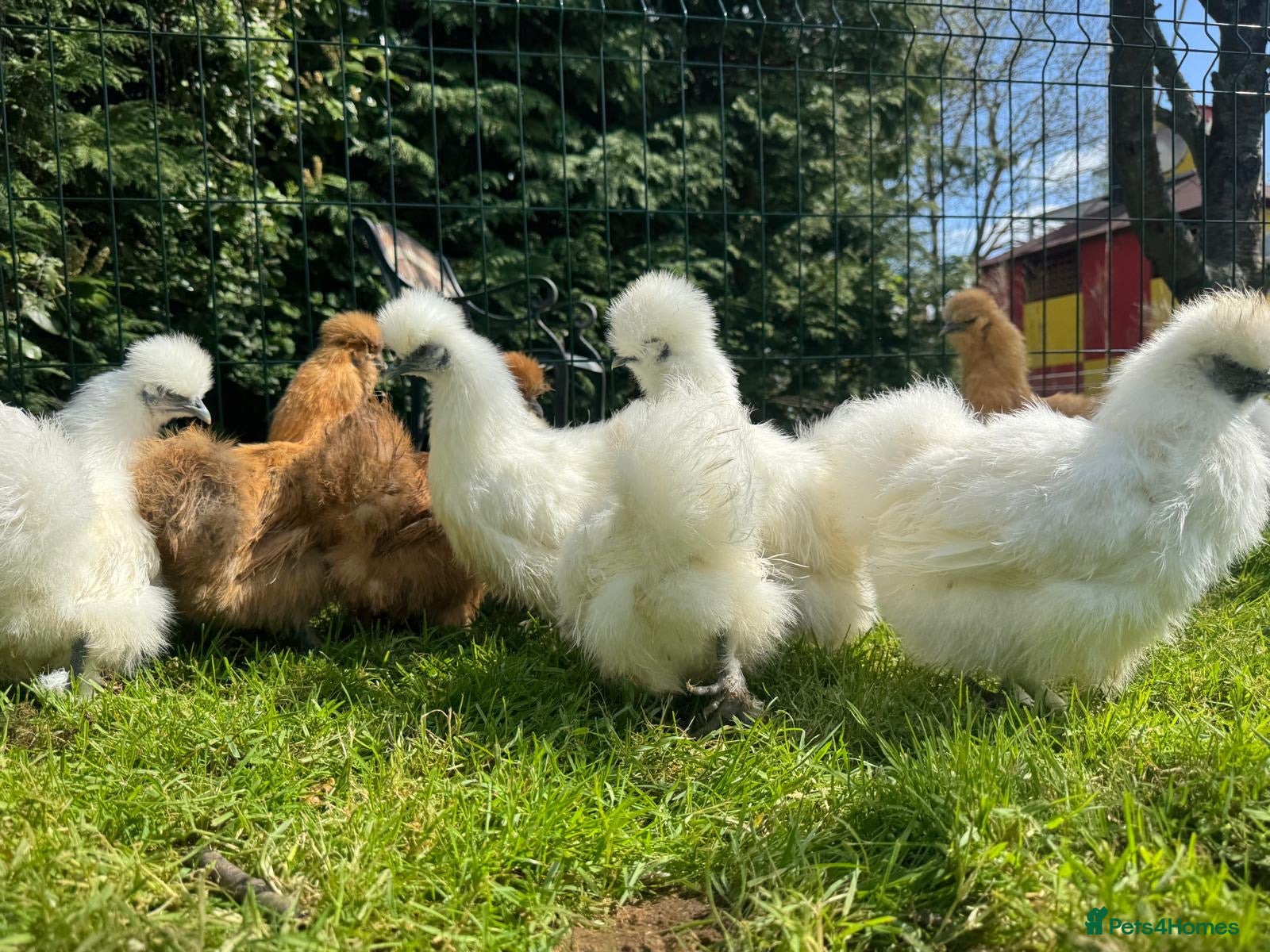 Chickens poultry for sale: Silkie hens - Advert 6
