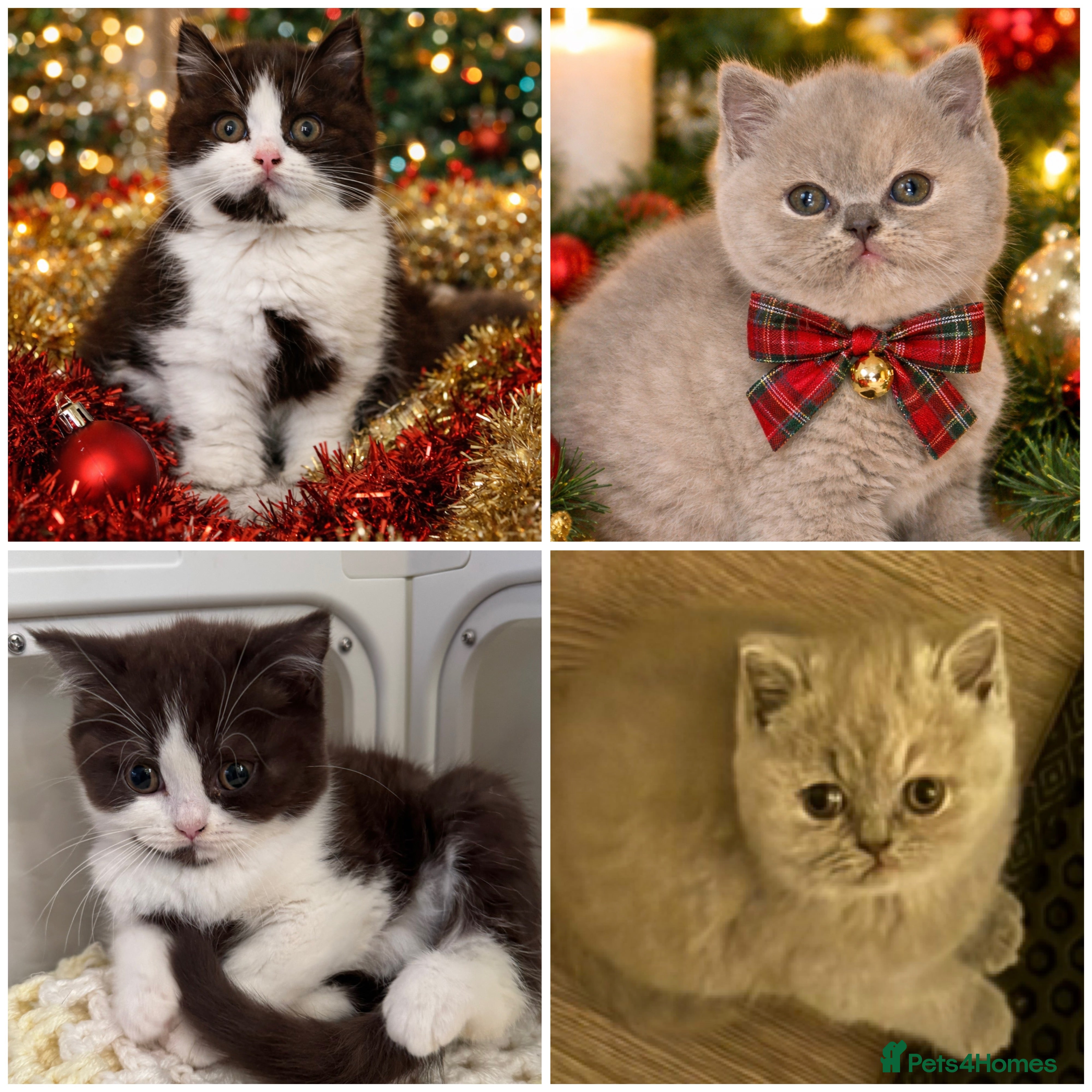 British Shorthair cats Ready now!! Exceptional British shorthair kittens  - Advert 10