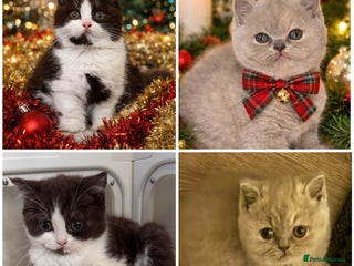 British Shorthair cats Ready now!! Exceptional British shorthair kittens - Advert 10