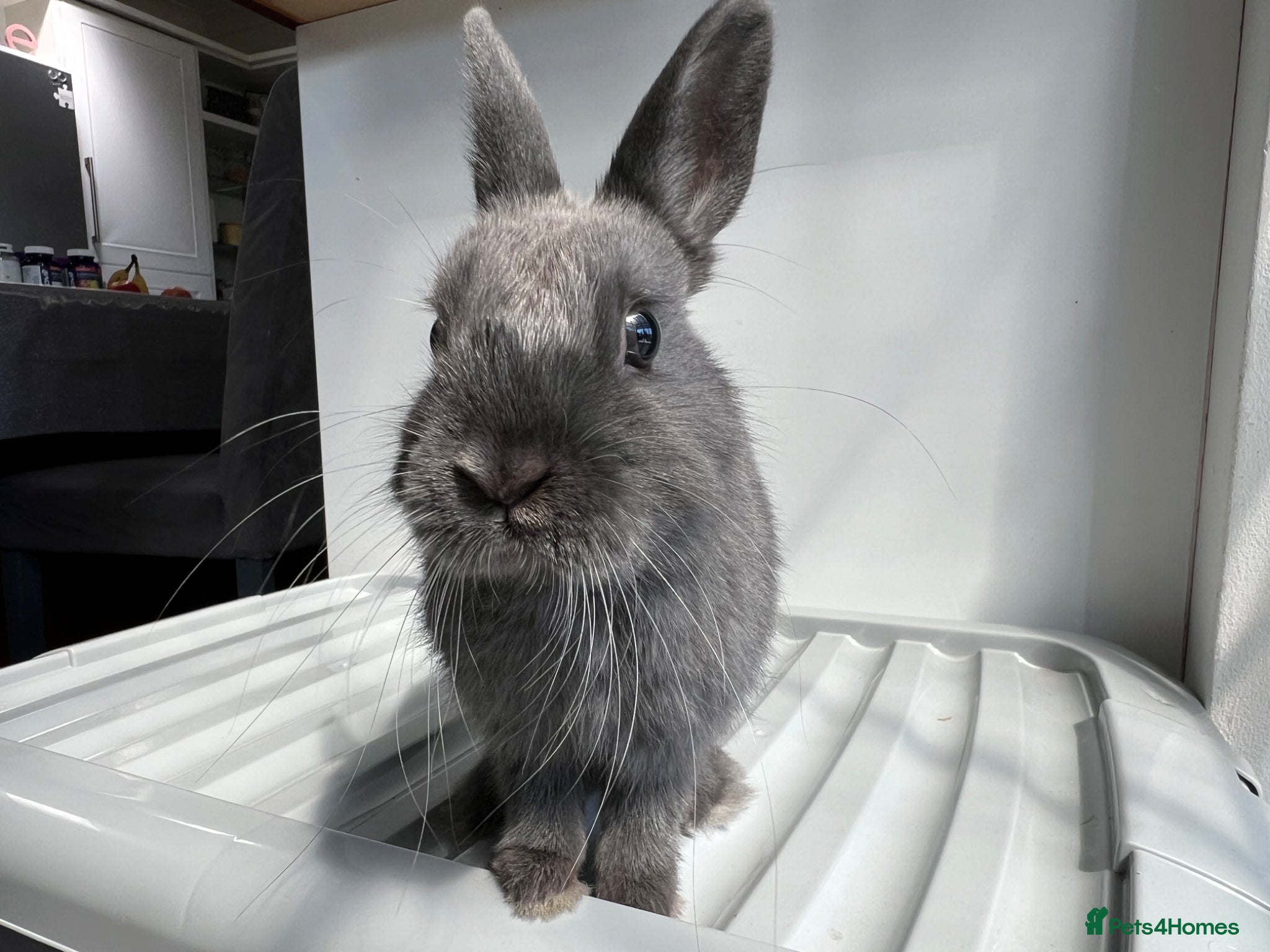 Netherland Dwarf rabbits Young Netherland Dwarf (Storm) looking for a home  - Advert 1