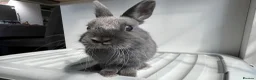 Netherland Dwarf rabbits for sale: Young Netherland Dwarf (Storm) looking for a home  in Oxford - Advert 1