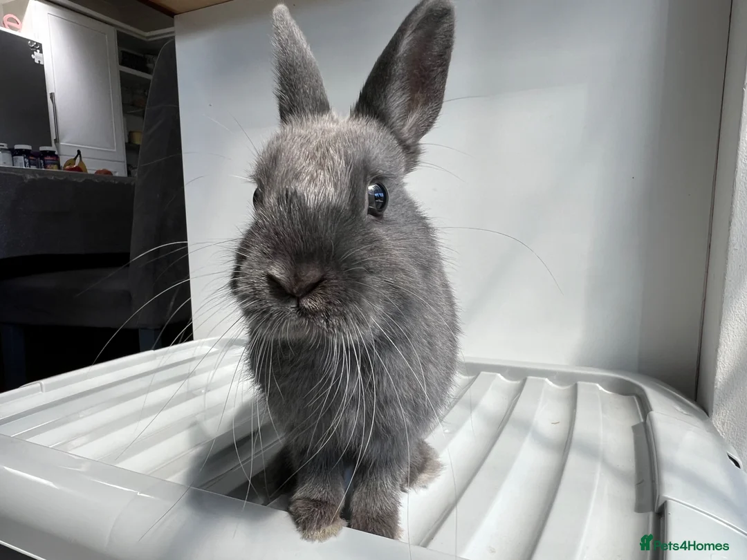 Netherland Dwarf rabbits for sale: Young Netherland Dwarf (Storm) looking for a home  in Oxford - Advert 1