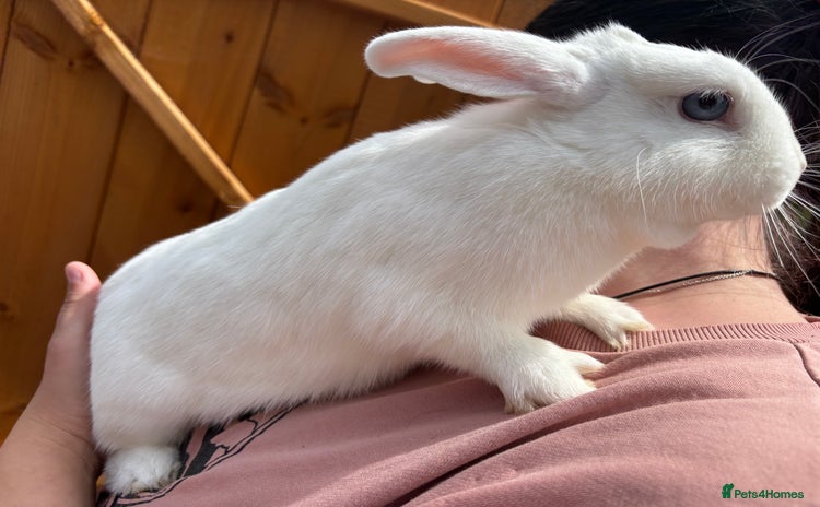 Dwarf Hotot rabbits - Advert 2