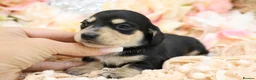 Miniature Dachshund dogs for sale: KC Miniature Dachshund Puppies - Advert 34