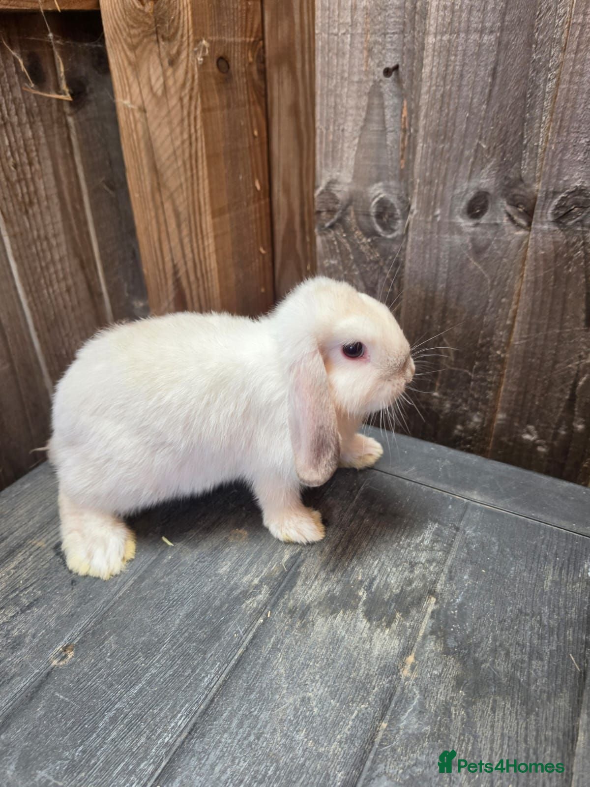 Mini Lop rabbits Mini Lops - Advert 1