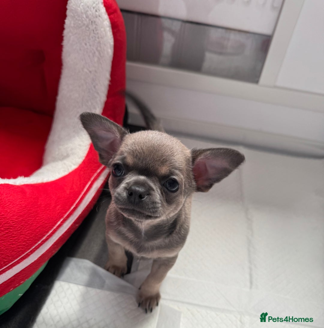 Chihuahua dogs for sale: Blue fawn male chihuahua puppy - Advert 11