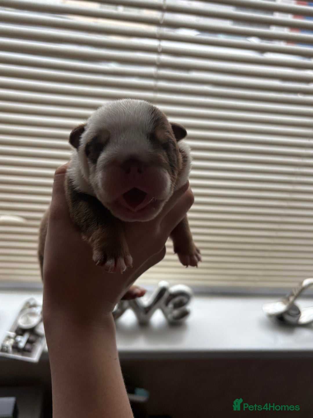 English Bulldog dogs for sale: Merle & choc tri English Bulldogs - Image 9