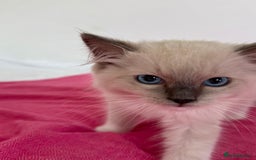 Ragdoll cats for sale: Ragdoll kitten - Image 3