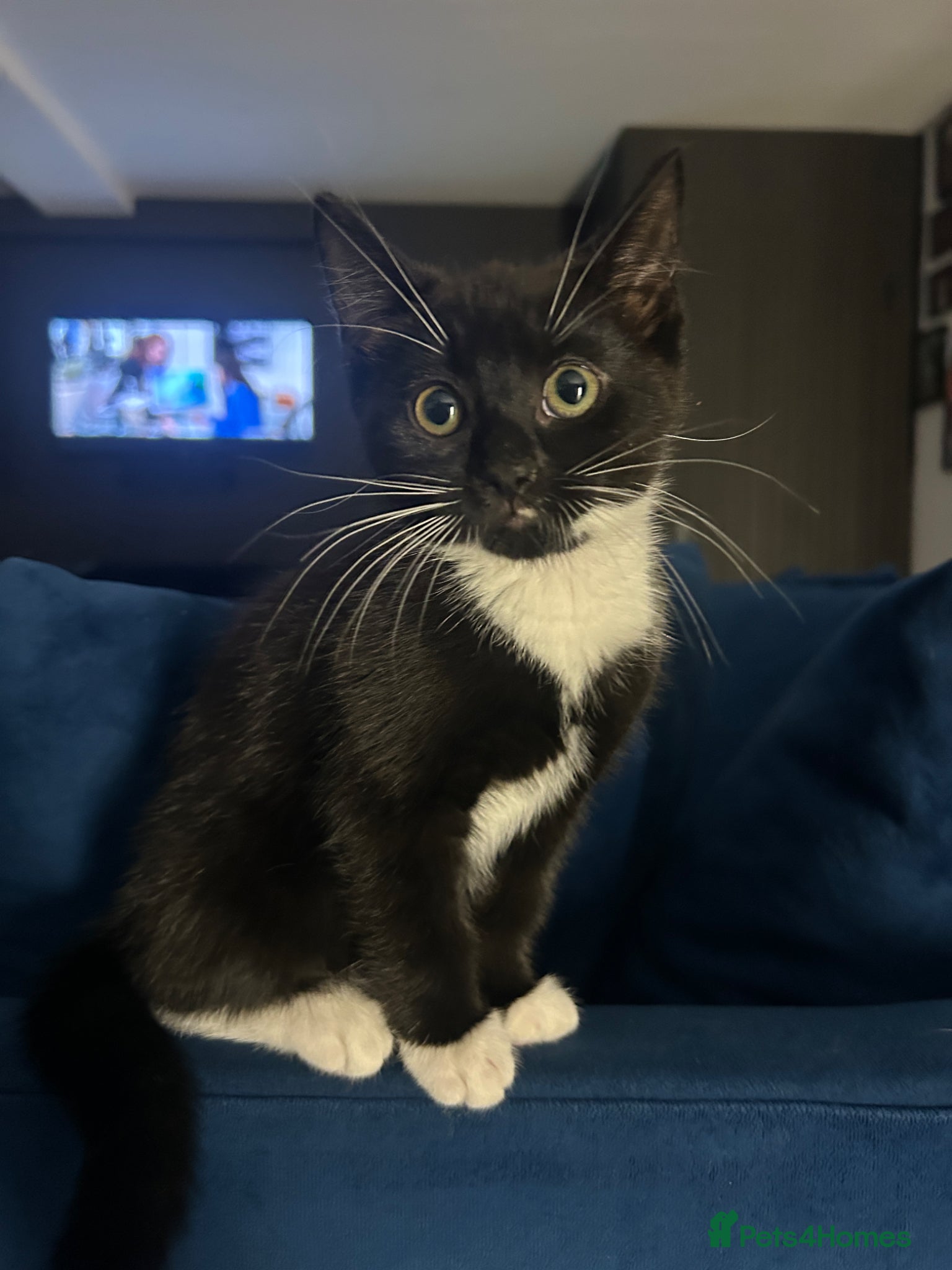 Mixed Breed cats Kitten ready for her new home! - Advert 4