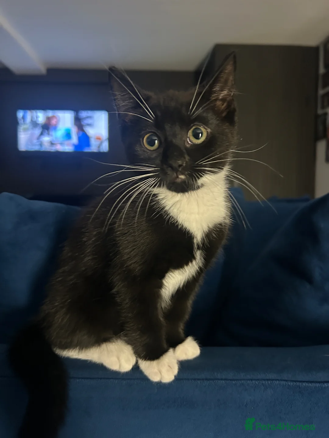 Mixed Breed cats for sale: Kitten ready for her new home! - Advert 1