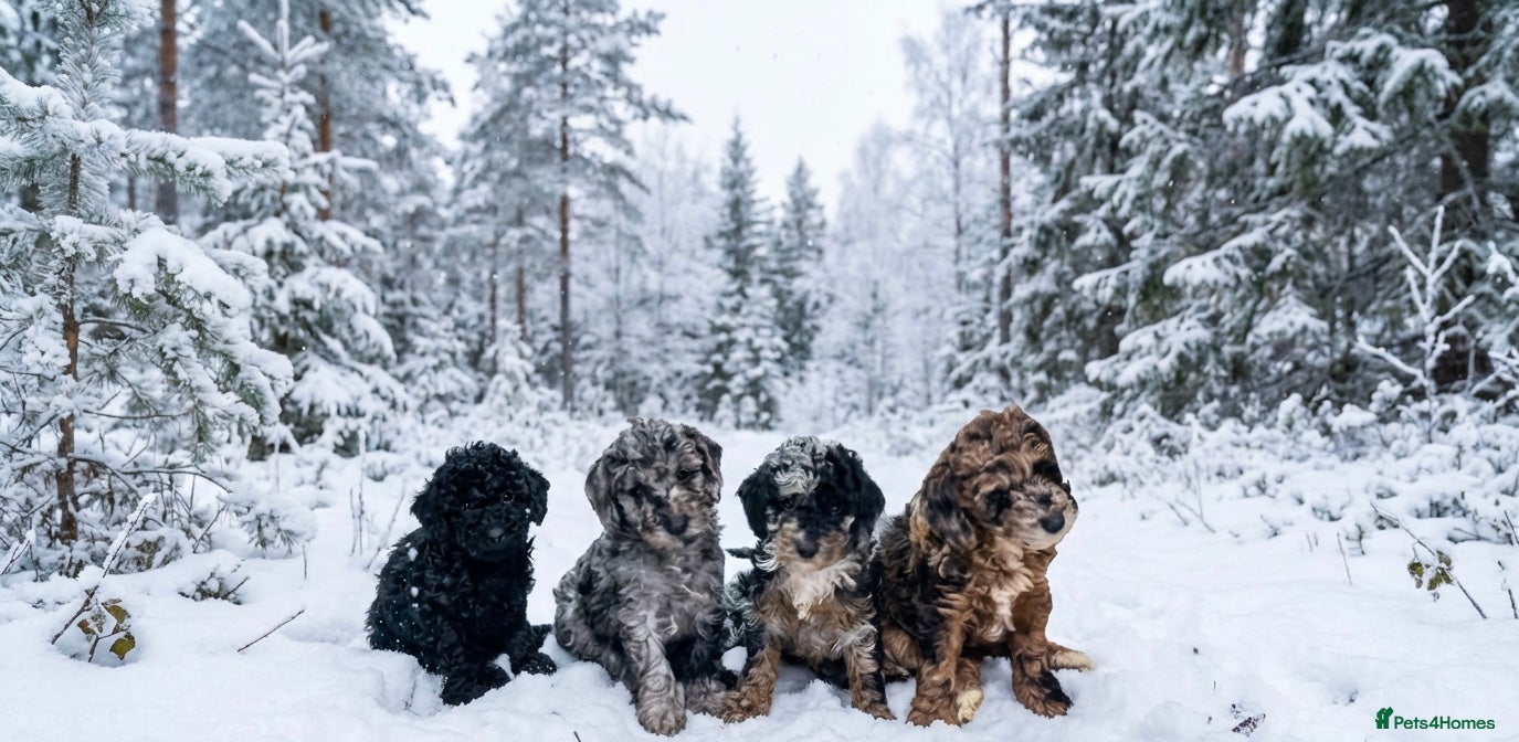 Miniature Poodle dogs Beautiful health tested miniature poodles  - Advert 10