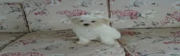 Bichon Frise dogs for sale: Beautiful Bichon Frise Puppy - Advert 2