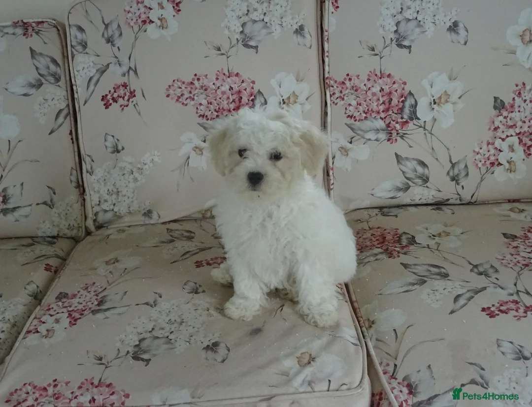 Bichon Frise dogs for sale: Beautiful Bichon Frise Puppy - Advert 2