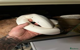 Python Snake reptiles for sale: Pied royal python and full setup - Image 2