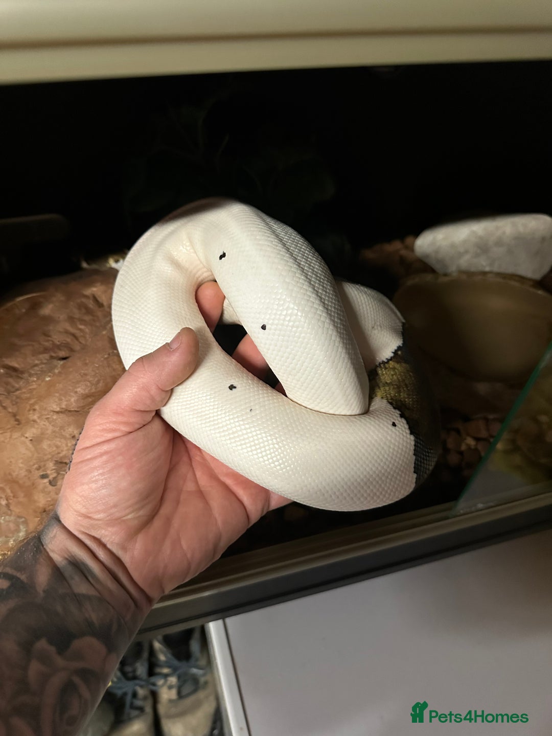 Python Snake reptiles for sale: Pied royal python and full setup - Image 2