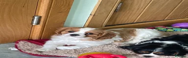 Cavalier King Charles Spaniel Puppy 1