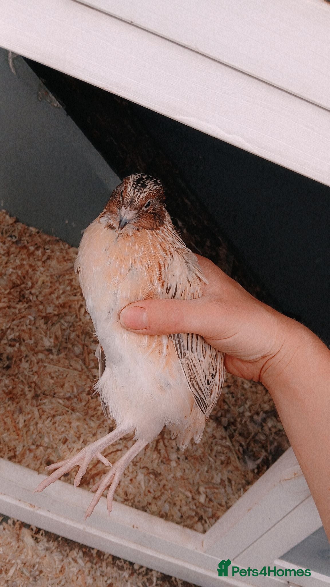 Quail poultry Male Coturnix Quail - Advert 4