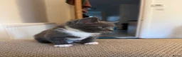 Mixed Breed cats for sale: Rare Grey Kitten  - Advert 2