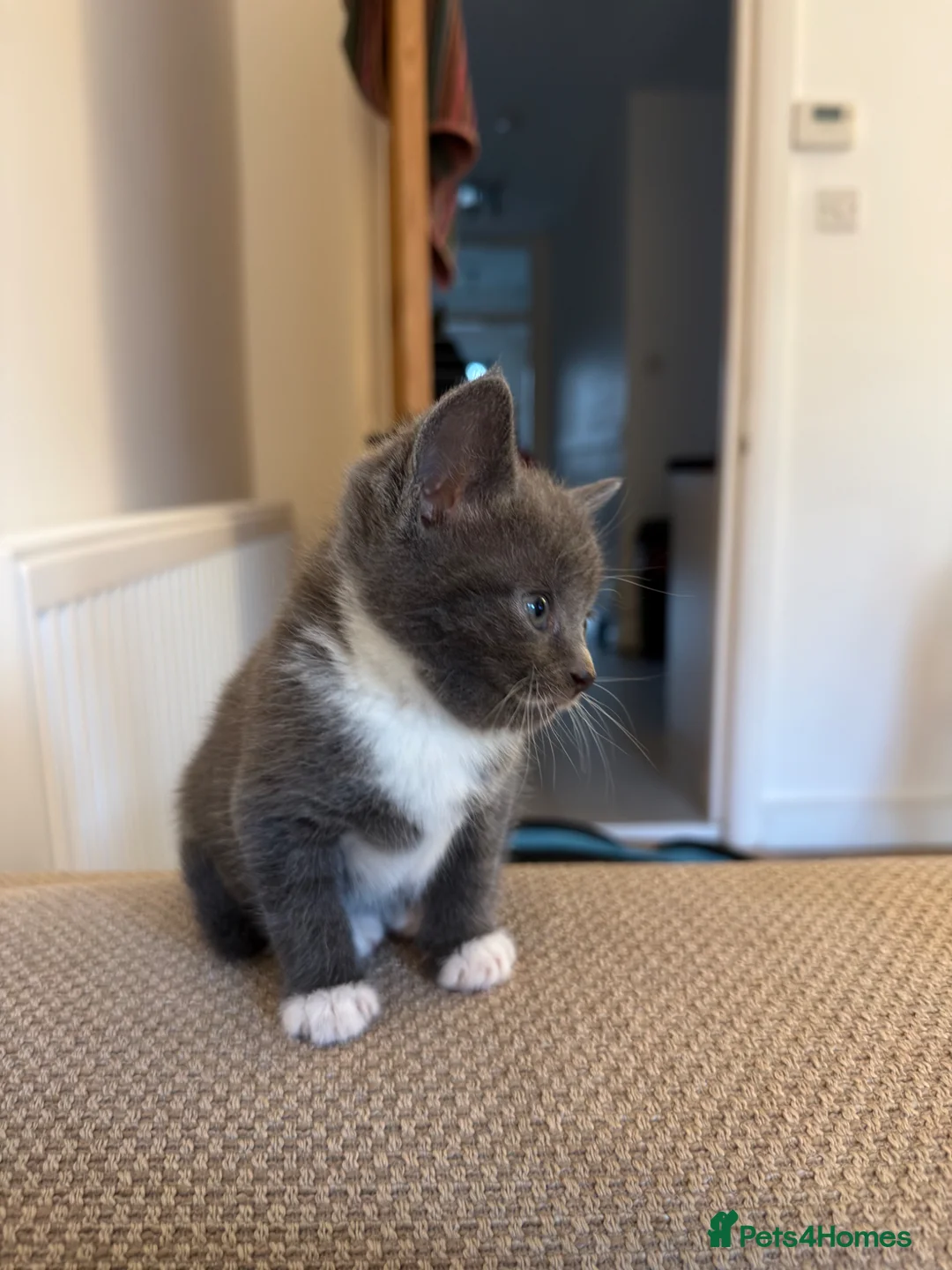 Mixed Breed cats for sale: Rare Grey Kitten  - Advert 2