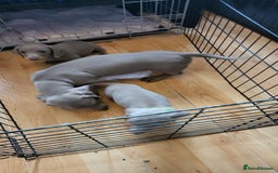 Dachshund dogs for sale: Miniature Isabella daucsunds for sale - Image 3