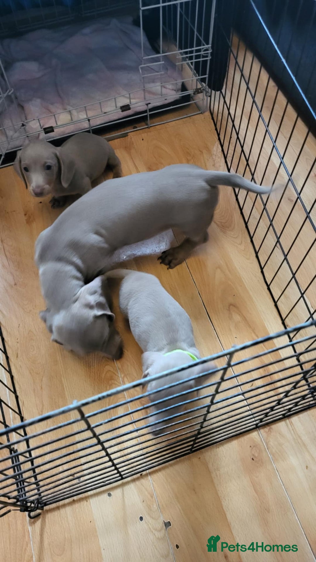 Dachshund dogs for sale: Miniature Isabella daucsunds for sale - Image 3