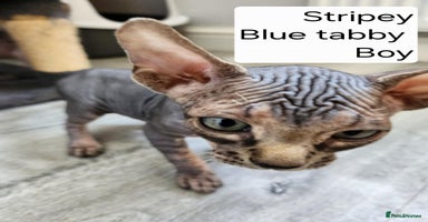 Sphynx cats - Advert 2