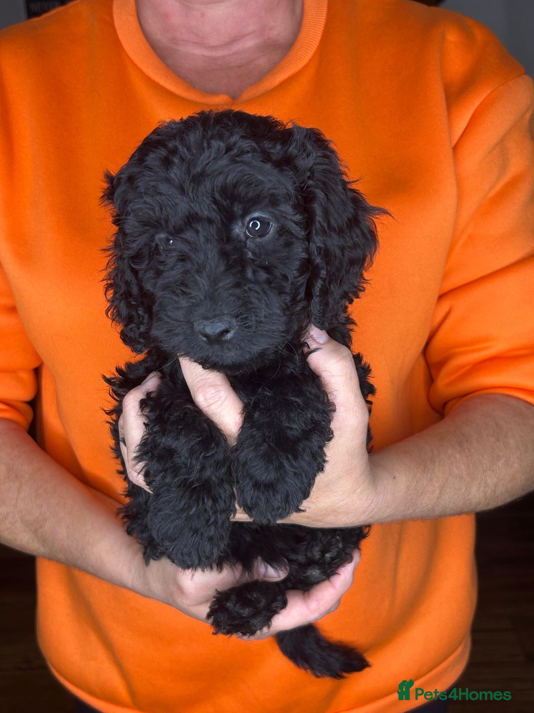 Cockapoo dogs for sale: ONLY 2  LEFT OUTSTANDING TINY MINITURE COCKAPOOS  - Image 18