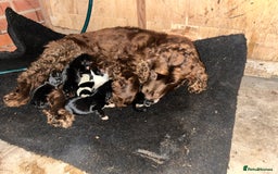 Cockalier dogs for sale: ‼️‼️Best ** grift ever‼️‼️ - Image 5