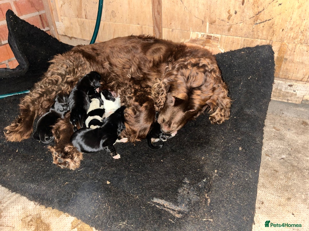 Cockalier dogs for sale: ‼️‼️Best ** grift ever‼️‼️ - Image 5