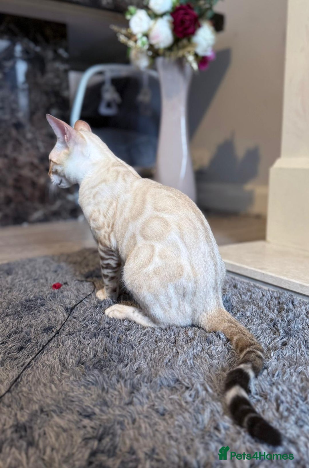 Bengal cats for sale: Tica Registered Pedigree Snow Bengal kittens  - Image 12