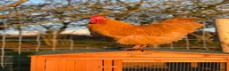 Chickens poultry for sale: 2 Buff Orpington’s for sale  - Advert 2