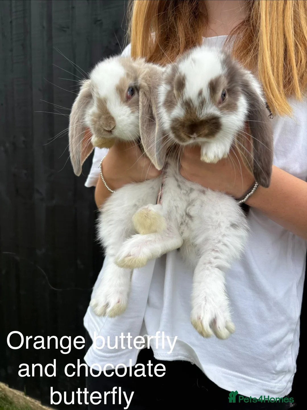 French Lop rabbits for sale: French lops in Walton on the Naze - Advert 5