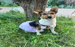 Mixed Breed dogs for adoption: 💖🐶 TOFFI -2-year-old small size girl 🐶💖 - Image 4
