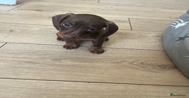 Miniature Dachshund dogs - Advert 3