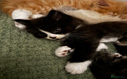 Mixed Breed cats for sale: The cutest Mixed Kittens (all kittens reserved) - Image 21
