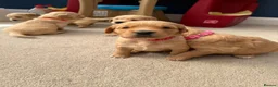 Golden Retriever dogs for sale: Kennel Club Golden Retriever Puppies Health Tested - Advert 12