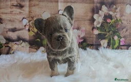 French Bulldog dogs for sale: Welcome to the Fluffy Crew 🥰 - Advert 33