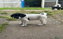 Mixed Breed dogs for sale: LAST PUPPY ❤️ - Image 16