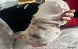 Old Tyme Bulldog dogs for sale: Rainbow litter of stunning old tyme bulldogs  - Image 12