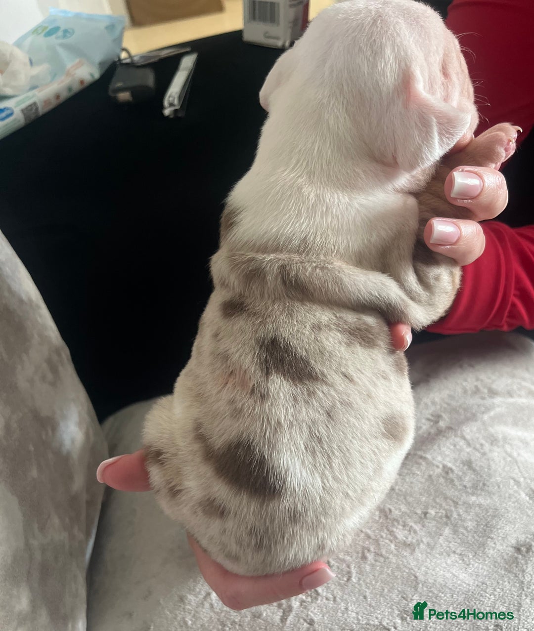 Old Tyme Bulldog dogs for sale: Rainbow litter of stunning old tyme bulldogs  - Image 12