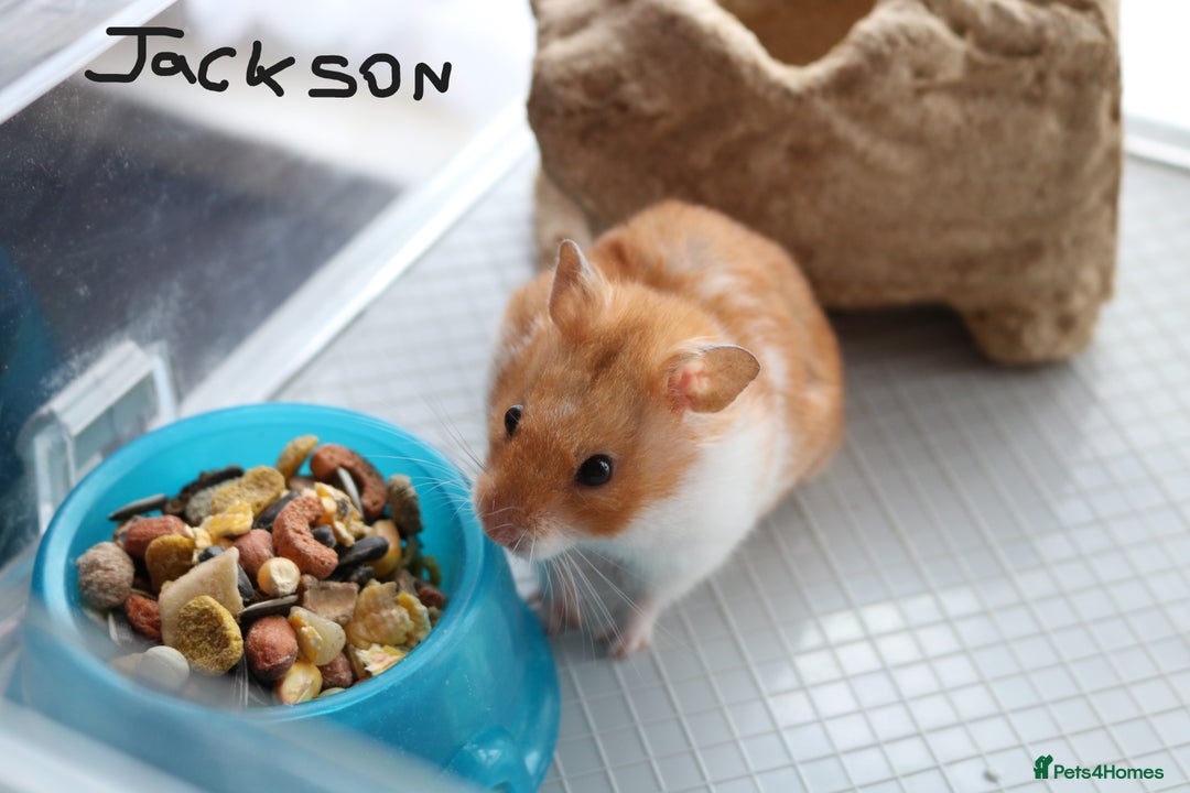 Hamster rodents for sale: Syrian Hamsters - various ages and cage - Image 16